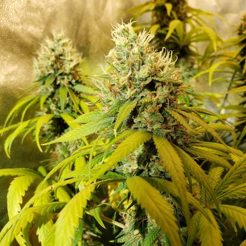 Super Lemon Haze growlog timeline photo