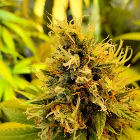 Super Lemon Haze growlog timeline photo
