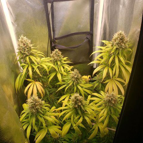 Super Lemon Haze growlog timeline photo