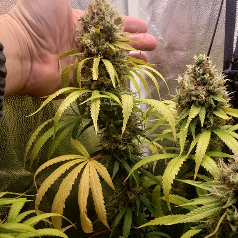 Super Lemon Haze growlog timeline photo