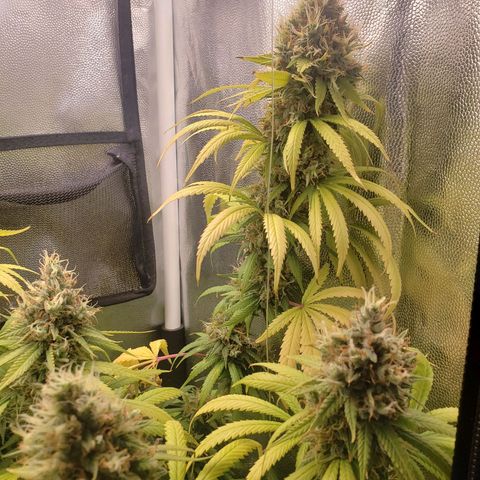 Super Lemon Haze growlog timeline photo