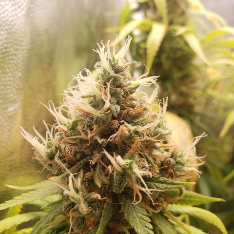 Super Lemon Haze growlog timeline photo