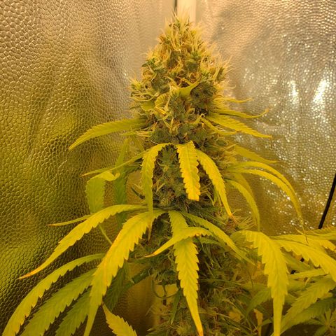 Super Lemon Haze growlog timeline photo