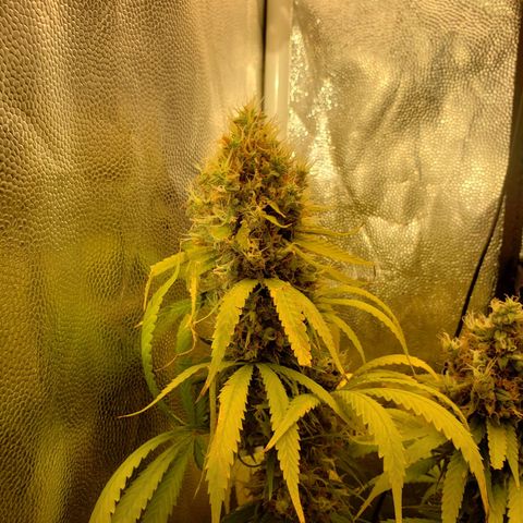 Super Lemon Haze growlog timeline photo