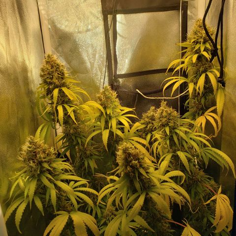 Super Lemon Haze growlog timeline photo