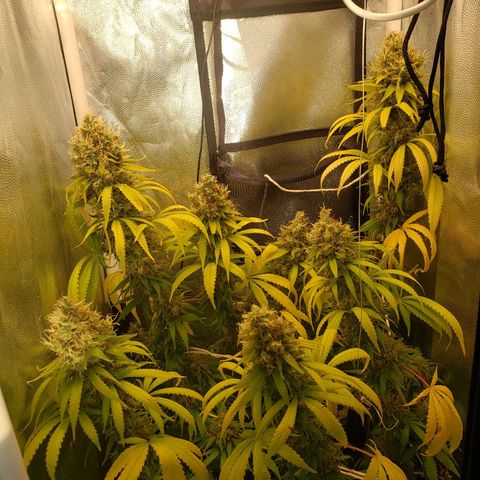 Super Lemon Haze growlog timeline photo