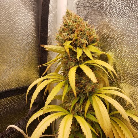 Super Lemon Haze growlog timeline photo