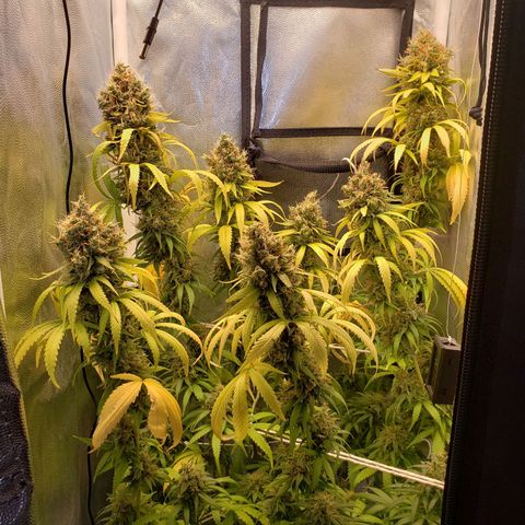 Super Lemon Haze growlog timeline photo