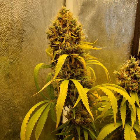 Super Lemon Haze growlog timeline photo