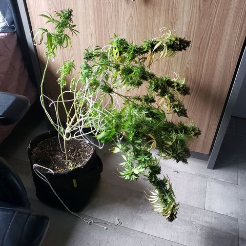 Super Lemon Haze growlog timeline photo
