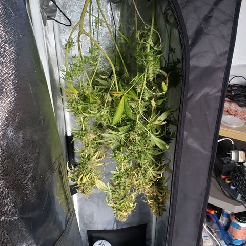 Super Lemon Haze growlog timeline photo