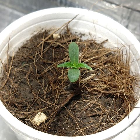 Prenseed #1 growlog timeline photo
