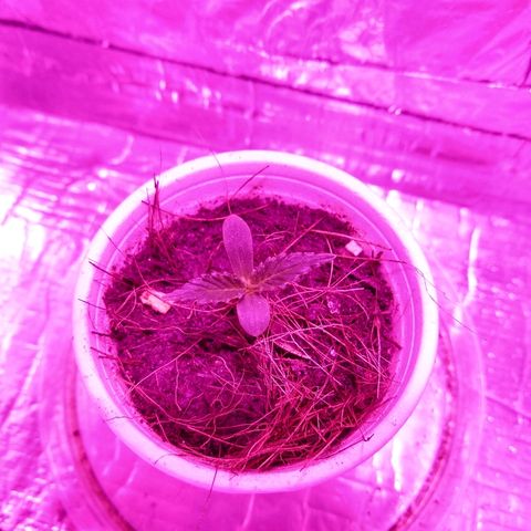Prenseed #1 growlog timeline photo