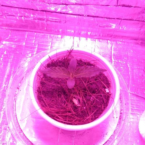 Prenseed #1 growlog timeline photo
