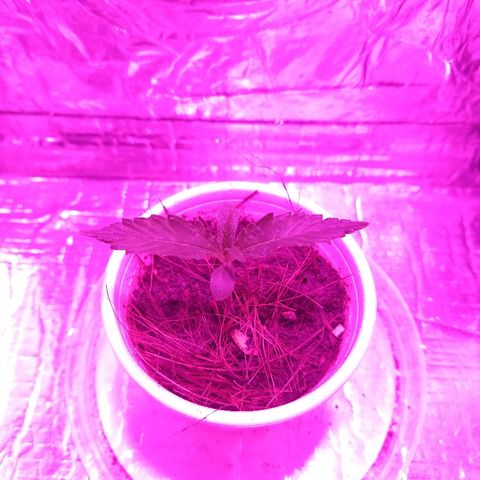 Prenseed #1 growlog timeline photo