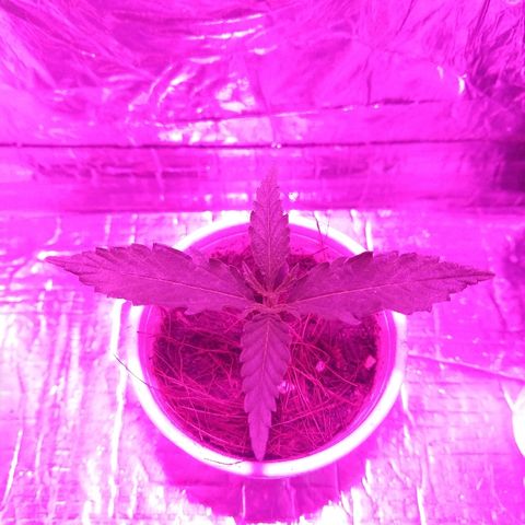 Prenseed #1 growlog timeline photo