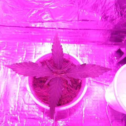 Prenseed #1 growlog timeline photo
