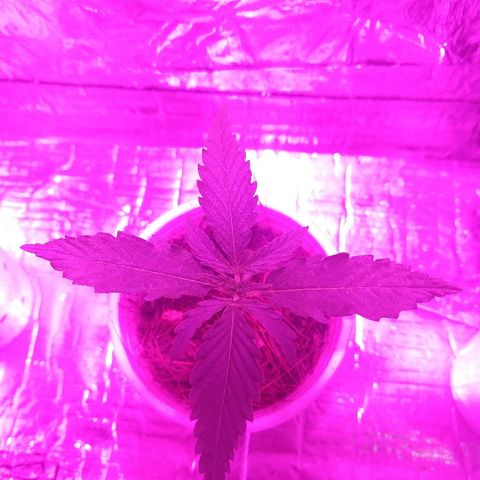 Prenseed #1 growlog timeline photo