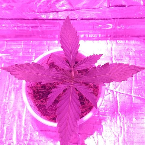 Prenseed #1 growlog timeline photo