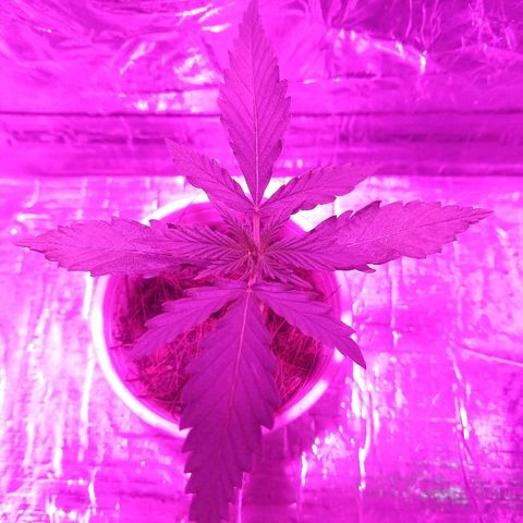 Prenseed #1 growlog timeline photo