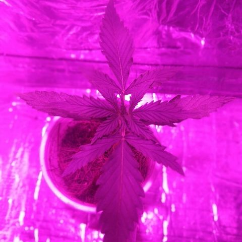 Prenseed #1 growlog timeline photo