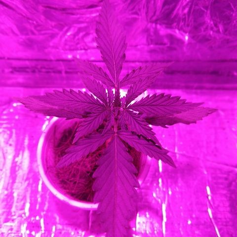 Prenseed #1 growlog timeline photo