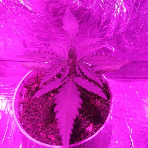 Prenseed #1 growlog timeline photo