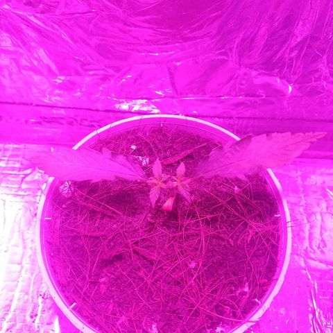 Prenseed #1 growlog timeline photo