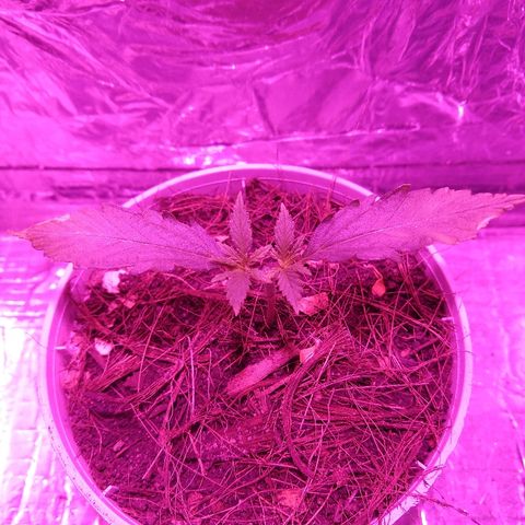 Prenseed #1 growlog timeline photo