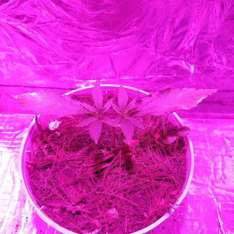 Prenseed #1 growlog timeline photo