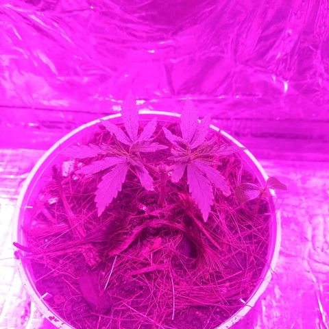Prenseed #1 growlog timeline photo