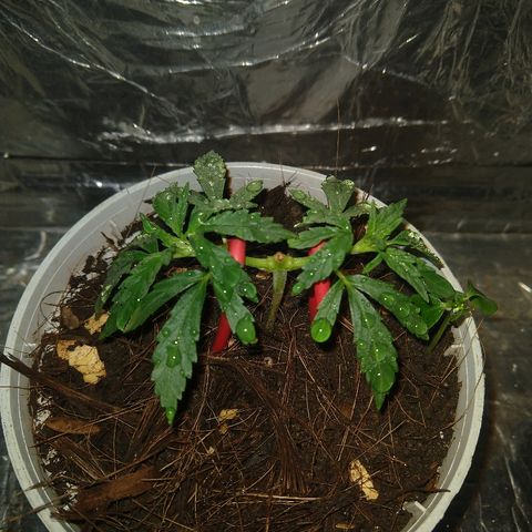 Prenseed #1 growlog timeline photo