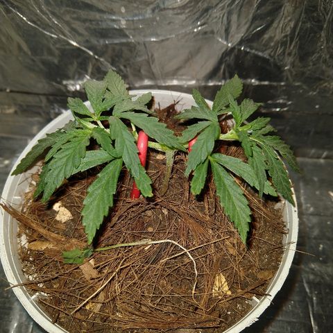 Prenseed #1 growlog timeline photo