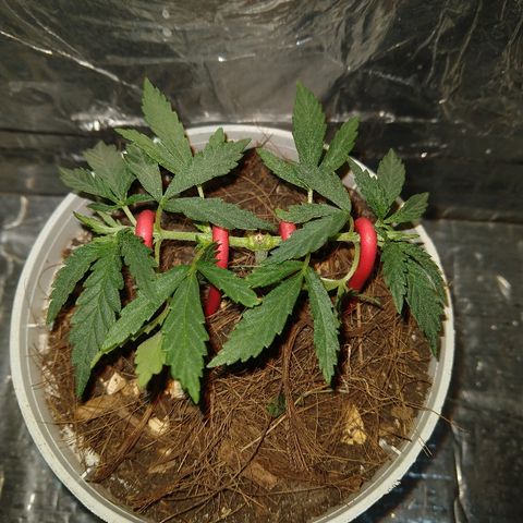 Prenseed #1 growlog timeline photo