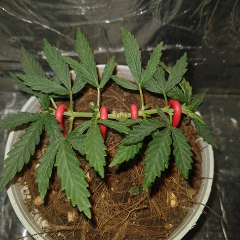 Prenseed #1 growlog timeline photo
