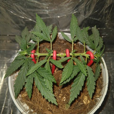 Prenseed #1 growlog timeline photo