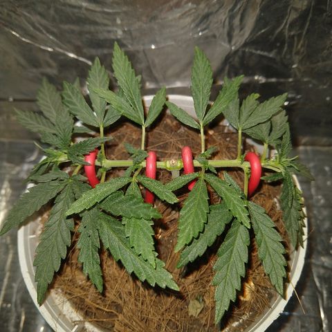 Prenseed #1 growlog timeline photo