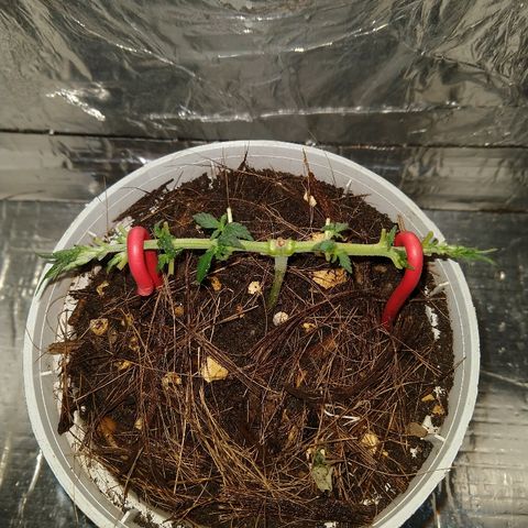 Prenseed #1 growlog timeline photo