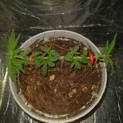 Prenseed #1 growlog timeline photo