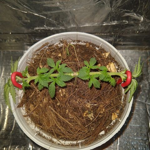 Prenseed #1 growlog timeline photo