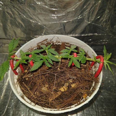 Prenseed #1 growlog timeline photo