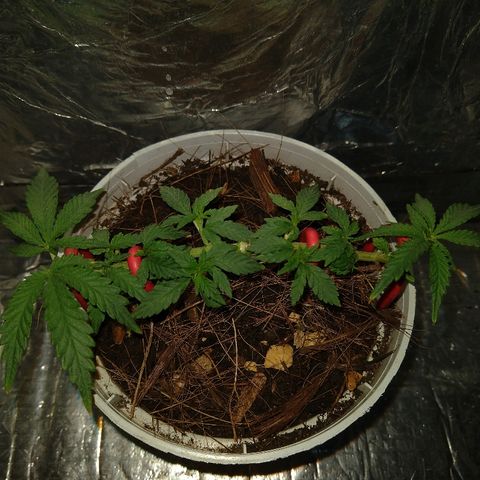 Prenseed #1 growlog timeline photo