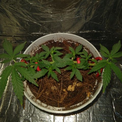 Prenseed #1 growlog timeline photo