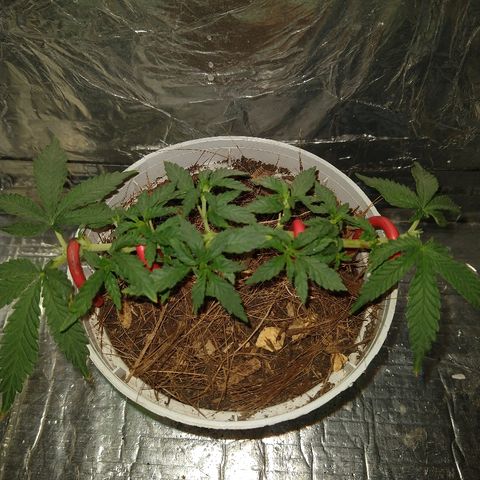 Prenseed #1 growlog timeline photo