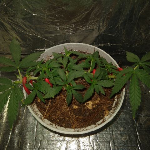 Prenseed #1 growlog timeline photo