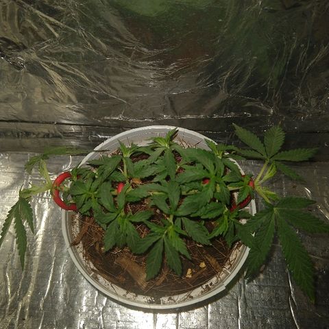 Prenseed #1 growlog timeline photo