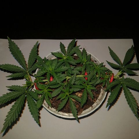 Prenseed #1 growlog timeline photo