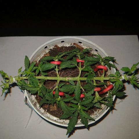 Prenseed #1 growlog timeline photo