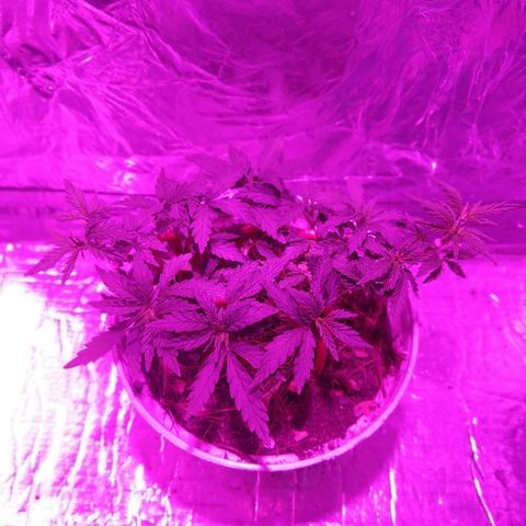 Prenseed #1 growlog timeline photo