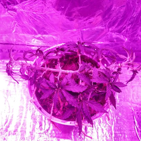 Prenseed #1 growlog timeline photo